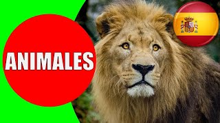 ANIMALES para Niños  Sonidos y Nombres de Animales en Español [upl. by Hctim]