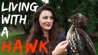 Living With a Red Tailed Hawk  Warning Graphic [upl. by Creedon]