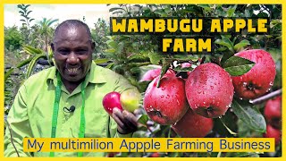 APPLE FARMING IN KENYA  THIS IS HOW I STARTED MY MULTI MILLION APPLE FARM [upl. by Dulci]