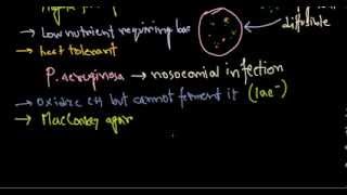 Pseudomonas aeruginosa introduction [upl. by Narad]