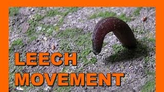 🐝 Leech locomotion 蛭は移動方法  Real Japan Monsters 日本のモンスター [upl. by Carmen]