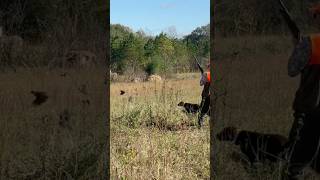 Thrill of the flush bobwhite quail over wirehaired pointing griffon and German wirehaired pointer [upl. by Navarro]