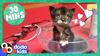 30 Minutes Of Teeny Adorable Fuzzballs  Dodo Kids  Animal Videos For Kids [upl. by Borchers]