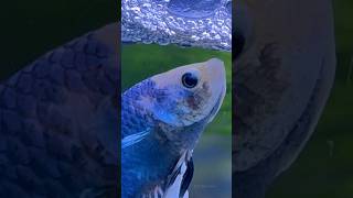 Bubble Nest in Progress The Art of parenthoodbettafish breeding shorts [upl. by Marlyn686]