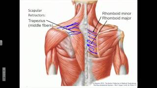 Scapula Protraction Retraction Rotation [upl. by Amorete]