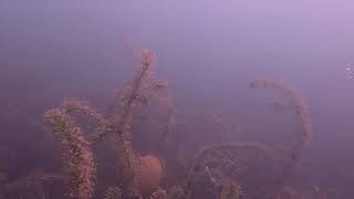 Bryozoan Survey in Lake Sammamish [upl. by Gahan]