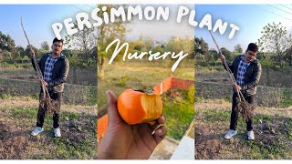 How to do Persimmon Farming in Punjab Himachal Uttarakhand  Persimmon Plants Nursery [upl. by Tami]