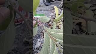 Annona fruit  srikaya plants fruit [upl. by Inittirb]