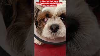 Phthisis bulbishrunken rt eye due to deep corneal injuryblindnessloss of vision in Shih Tzu dog [upl. by Luttrell379]