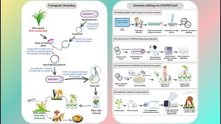 Genome Editing Technology vs Transgenic Technology [upl. by Eudosia]