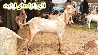 luddan Bakra Mandi update Qurbani 2025  makhi chena bacche  beetal Bakre  gillani goat farm [upl. by Hodges]