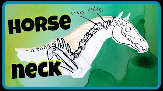 How to draw the Neck Horse Anatomy for Artists easy [upl. by Libbey]