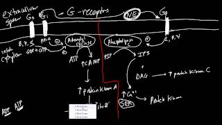 Receptors Made Simple Adrenergic Cholinergic and G Protein Basics [upl. by Irneh406]