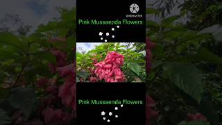 Pink Mussaenda Flowers nature flowers gardening shorts trending viralvideo plants [upl. by Yral]