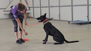 Caruba on leash obedience Dutch shepherd 72024 [upl. by Eileek]