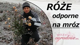 Róże odporne na mróz Czy takie są [upl. by Furtek555]