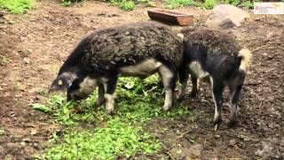 WANDERNCH Wandern mit Genuss von Brigels zum Hospezi in Trun GR [upl. by Janenna]