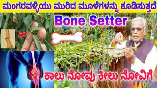 ಮಂಗರವಳ್ಳಿ Cissus Quadrangularis hadjod Bone Setter ಆಯುರ್ವೇದ ಔಷಧೀಯ ಸಸ್ಯ ಮೂಳೆಗಳಿಗೆ ಶಕ್ತಿ ಗಟ್ಟಿಗೊಳಿಸಲು [upl. by Fisk]