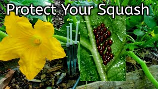 BEST TIPS Against The Vine Squash Borers amp Squash Bugs [upl. by Annoyi]