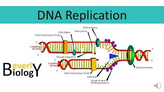 DNA replication [upl. by Garson]