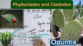 Phylloclade and cladodeModification in stemFull explaination in Hindi [upl. by Evelc85]