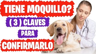 🛑Cuales son los Síntomas del Distemper o Moquillo Canino✅ Short [upl. by Barnaby351]