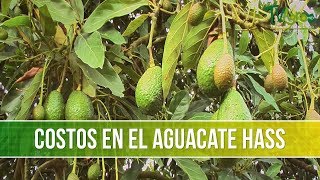 Costos de Sembrar el Agucate Hass TvAgro por Juan Gonzalo Angel [upl. by Asiole]