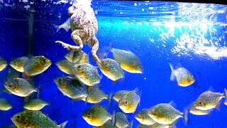 piranha fish vs frogs  live feeding piranha fish  warning live feeding [upl. by Otrebilif821]