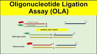 Oligonucleotide Ligation AssayOLA [upl. by Demaggio]