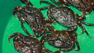 Pêcher le crabe vert avec un sac  astuce facile pour crustacés  crabe enragé  Bretagne  France [upl. by Mizuki351]