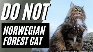 7 Reasons You Should NOT Get a Norwegian Forest Cat [upl. by Ainer]