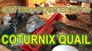 GETTING STARTED WITH COTURNIX QUAIL  A Beginners Guide [upl. by Latsyrc]