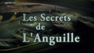 Les Secrets De LAnguille HD [upl. by Aniuqaoj]