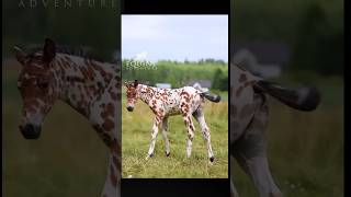 horse riding  Natural Horse Training horse youtube shortshorse [upl. by Eillit]