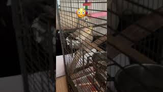 Is silver pooing in her food cute funnyvideo bird music aww funniestvideo [upl. by Lorry]