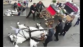 Horse COLLAPSES with heat exhaustion while pulling newlyweds carriage up a steep road in Sicily [upl. by Esiuqram]