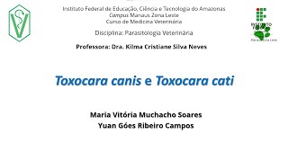 Toxocara canis e Toxocara catis [upl. by Deyes]