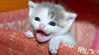 Kittens Meowing  A Cats Meowing Compilation  NEW HD [upl. by Hgielek]