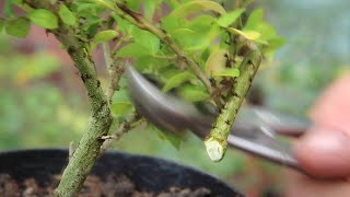 Japanese  ornamental holly bonsai [upl. by Zeuqram667]