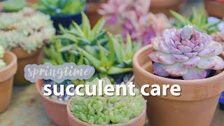 Succulent plant care and update  Springtime plant chores succulents garden [upl. by Cornia]