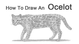 How to Draw an Ocelot [upl. by Suoilenroc461]