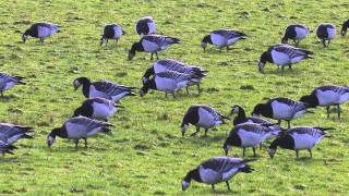 Barnacle Geese  Branta leucopsis [upl. by Anelleh149]