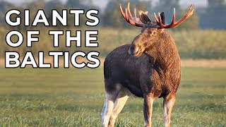 Matsalu Moose  Wild Giants of the Baltics  Free Documentary Nature [upl. by Euqilegna]