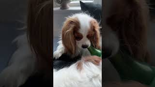 Cavalier King Charles spaniels drinking on the weekend [upl. by Derrik713]