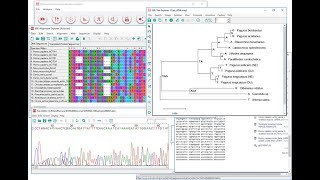 phylogenetic tree construction by using clustal W amp mega 11 [upl. by Shell]