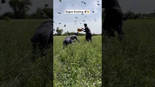 Eagles 🦅 hunting 😱 birds hunting shorts viralshorts trendingshorts youtubeshorts eagles [upl. by Hairam]