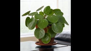 Growing the Chinese Money Plant Pilea peperomioides [upl. by Nylessej]