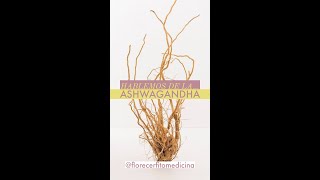 Propiedades de la ASHWAGANDHA Withania somnifera [upl. by Tare]