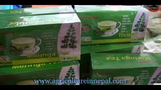 Moringa oleifera cultivation produces powder amp Moringa tea in Nepal [upl. by Rankin]