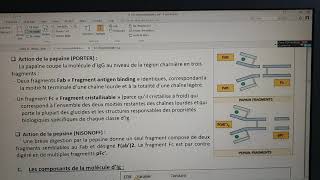 Les immunoglobulines partie 01 [upl. by Emory]